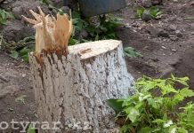 В Казахстане ужесточат наказание за незаконную вырубку деревьев Для чего в Шымкенте вырубают зеленые деревья