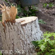 В Казахстане ужесточат наказание за незаконную вырубку деревьев Для чего в Шымкенте вырубают зеленые деревья