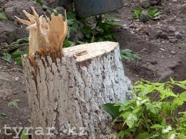 Для чего в Шымкенте вырубают зеленые деревья