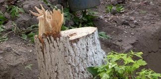 Для чего в Шымкенте вырубают зеленые деревья Для чего в Шымкенте вырубают зеленые деревья