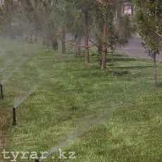 В Шымкенте зеленые насаждения спасают от жары полив зеленых насаждений