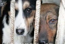 За год в Шымкенте сожгли и усыпили около 40 тысяч бродячих животных Собаки в приюте