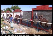 Зоопарк Шымкента окружили пятиметровым забором