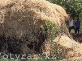 Полицейские обнаружили у жителя Мактаарала коноплю, прятанную в стоге сена