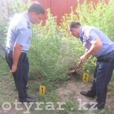 3,5 килограмма марихуаны обнаружили полицейские в доме у жителя Шымкента Поле конопли в ЮКО