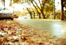 Аллергия на осень Осень в городе