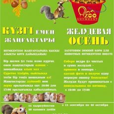 За ведро желудей в зоопарке Шымкента подарят морскую свинку Зоопарк объявил желудевую осень