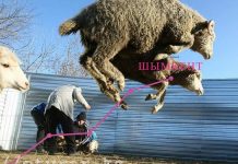 Шымкентские бараны самые дорогие жертвенные животные в стране В Шымкенте самые дорогие бараны