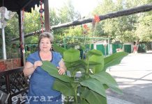 Дизайнерские дворы Шымкента. Кто их создатели Женщина возле цветка