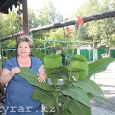Дизайнерские дворы Шымкента. Кто их создатели Женщина возле цветка