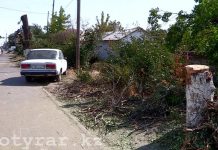 В ЖКХ Шымкента объяснили варварскую обрезку деревьев в минувшие выходные В Шымкенте за выходные грубейшим образом обрезали ветви многолетних деревьев