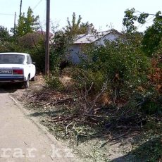 В ЖКХ Шымкента объяснили варварскую обрезку деревьев в минувшие выходные В Шымкенте за выходные грубейшим образом обрезали ветви многолетних деревьев