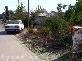 В Шымкенте за выходные грубейшим образом обрезали ветви многолетних деревьев