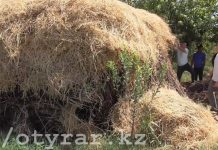 Стог с марихуаной обнаружили полицейские у жителя Мактаральского района ЮКО Полицейские обнаружили у жителя Мактаарала коноплю, прятанную в стоге сена