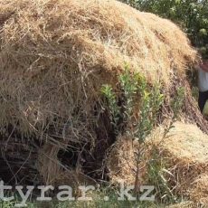 Стог с марихуаной обнаружили полицейские у жителя Мактаральского района ЮКО Полицейские обнаружили у жителя Мактаарала коноплю, прятанную в стоге сена