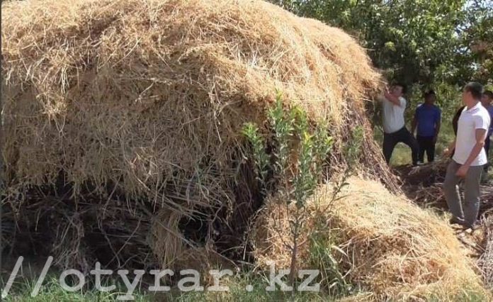 Полицейские обнаружили у жителя Мактаарала коноплю, прятанную в стоге сена