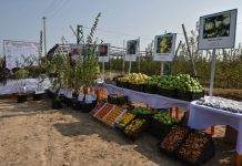 В Сарыагашском районе ЮКО увеличивается площадь интенсивных садов Сорта яблок, которые выращивают в Сарыагашском районе