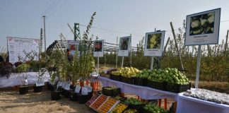 В Сарыагашском районе ЮКО увеличивается площадь интенсивных садов Сорта яблок, которые выращивают в Сарыагашском районе