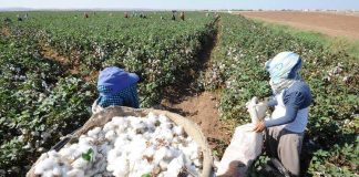 Во время сбора хлопка в ЮКО погиб 16-летний парень Сбор хлопка