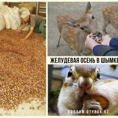 Шымкентцы завалили зоопарк желудями Итоги желудевой осени для зоопарка