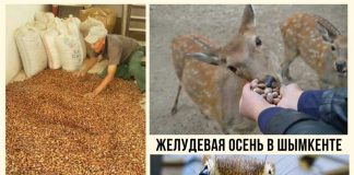 Шымкентцы завалили зоопарк желудями Итоги желудевой осени для зоопарка