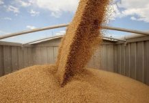 АО «КТЖ-Грузовые перевозки» прокомментировали ситуацию с транспортировкой зерна в РК Отгрузка зерна