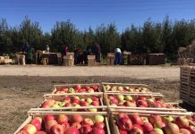 Аграрии ЮКО в этом году собрали 86 тыс. тонн яблок и 134 тыс. тонн бахчевых Яблоки