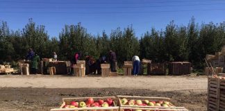 Аграрии ЮКО в этом году собрали 86 тыс. тонн яблок и 134 тыс. тонн бахчевых Яблоки