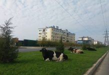 Интуристы, welcome to Shymkent, к коровам! Коровы на газоне