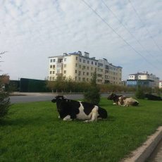 Интуристы, welcome to Shymkent, к коровам! Коровы на газоне