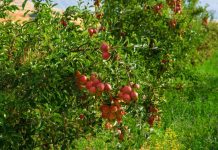 Прокуратура добилась наказания за коррупционные преступления в агропромышленной сфере Яблоки