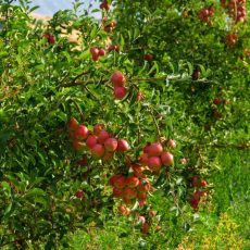 Прокуратура добилась наказания за коррупционные преступления в агропромышленной сфере Яблоки