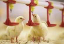 20 предпринимателей ЮКО объединились и решили построить птицефабрику Новую птицефабрику строят в ЮКО