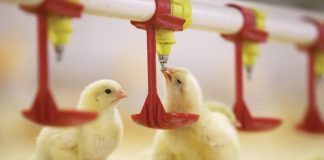 20 предпринимателей ЮКО объединились и решили построить птицефабрику Новую птицефабрику строят в ЮКО