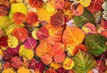 Октябрь — сердце осени Октябрь