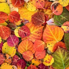 Октябрь — сердце осени Октябрь