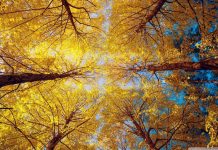 Календарь октября: Интересно, а свадьбам быть? Теплая осень