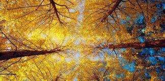 В выходные в Шымкенте будет тепло: прогноз синоптиков Теплая осень