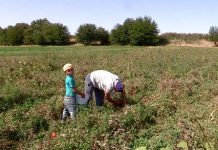 Тюлькубасские помидоры разбирают в Алматы Помидоры