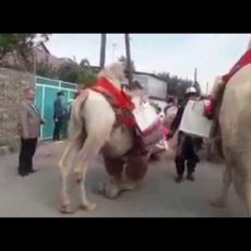 Тойский креатив в Шымкенте: верблюды рулят