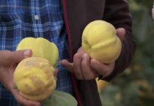 В Южном Казахстане начали выращивать айву в промышленных масштабах В Южном Казахстане начали выращивать айву в промышленных масштабах