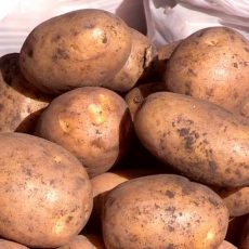 ЮКО продуктами обеспечена, утверждают в Стабфонде Картофель