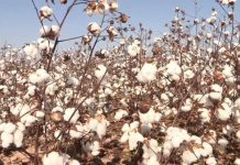 Химикаты, которые не действуют, зона, которая не работает, хлопок, который некачественный и цена, которая низкая — о чём не рассказали в Мактаарале акиму ЮКО