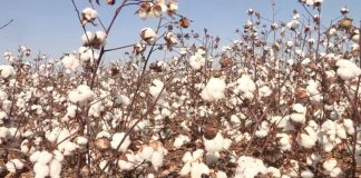 Химикаты, которые не действуют, зона, которая не работает, хлопок, который некачественный и цена, которая низкая — о чём не рассказали в Мактаарале акиму ЮКО