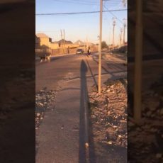 Народное видео: Кайтпас-1 терроризируют бродячие собаки Кайтпас-1 терроризируют бродячие собаки