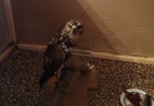 Житель ЮКО держал запрещенных птиц на балконе квартиры в Атырау Житель ЮКО держал запрещенных птиц на балконе квартиры в Атырау