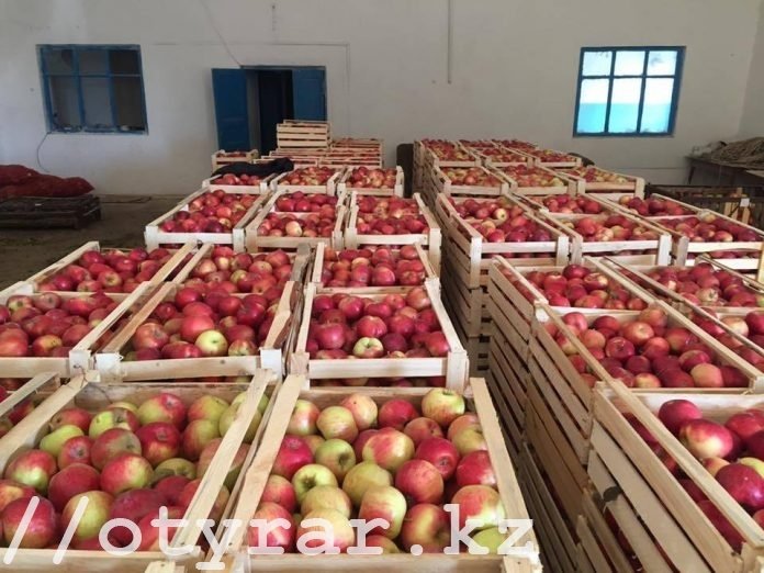 Яблоки, собранные в Тюлькубасском районе