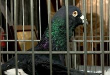 Голубей за $10 тысяч показали в Шымкенте Голубей за $10 тысяч показали в Шымкенте