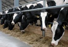 Как стать фермером в Казахстане? Фермеров Южного Казахстана призывают объединяться в кооперации