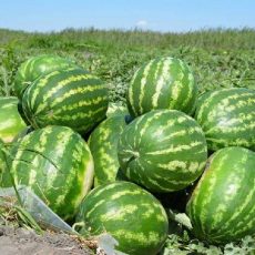 ЮКО экспортировала в пять стран 400 тыс. тонн бахчевых культур Экспорт бахчевых из ЮКО